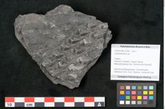 Foto (Objekt + Etikett) von Lepidodendron sp.  (NHMW-GEO-2024-0188-11028)